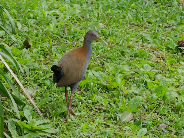 Vale bosral (Aramides saracura)